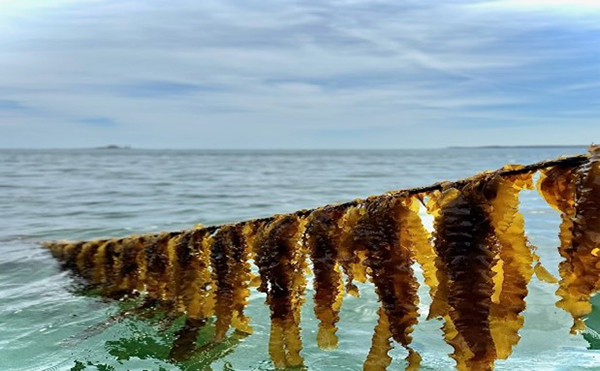 South Dakota Mines Awarded DOE Grant for Seaweed Biocrude